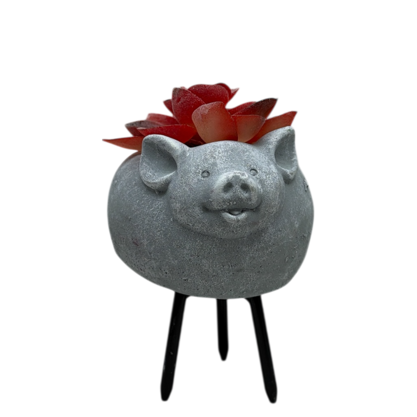 Faux Red Succulent In Planter - Pig