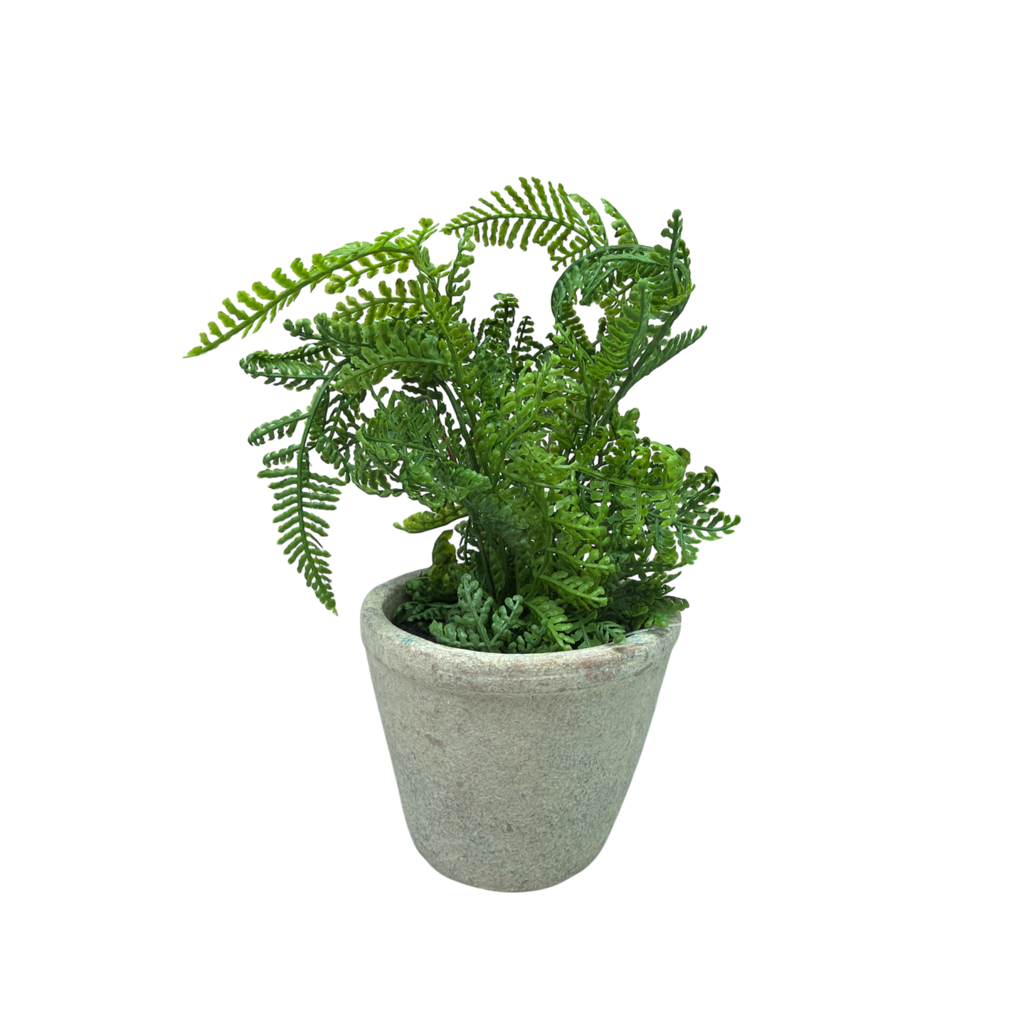Faux Boston Fern in Cement Pot