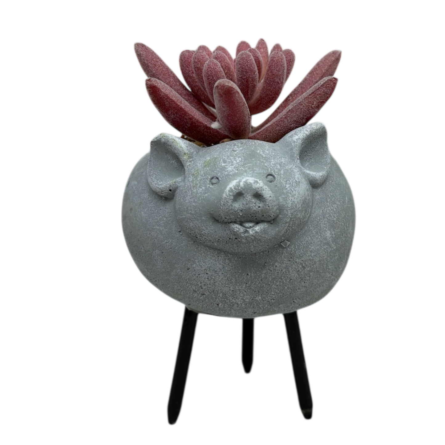 Faux Pink Succulent In Planter - Pig