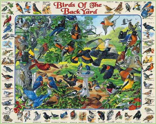 Birds Of The Backyard - 1000 Piece Jigsaw Puzzle